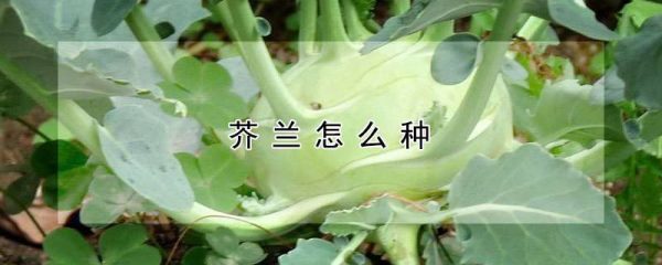 芥兰怎么种