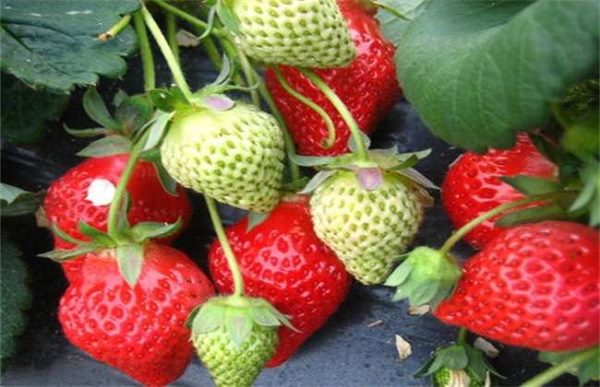 如何提高草莓膨果速度