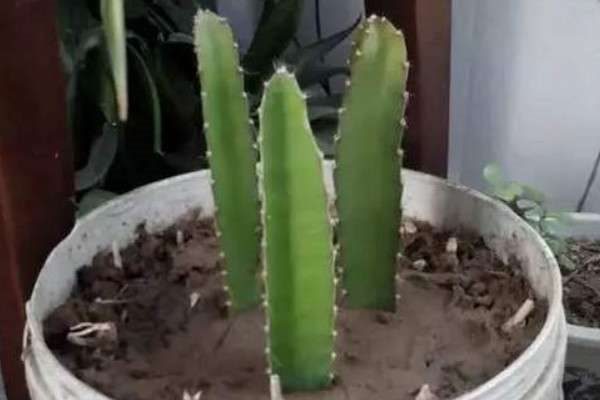 火龙果插扦如何种植