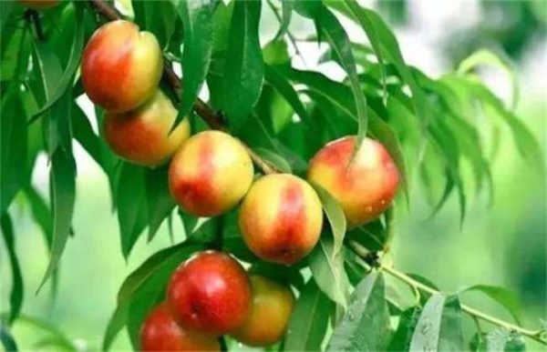 新手如何选择果树品种