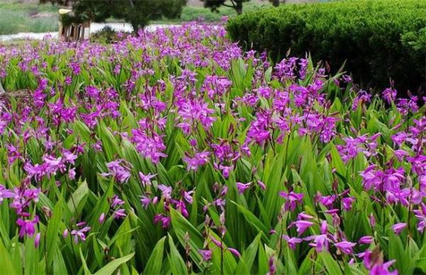 亩收益上万的种植品种