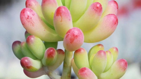 已经徒长的多肉怎么办