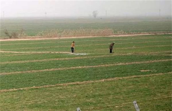 小麦浇冻水的好处