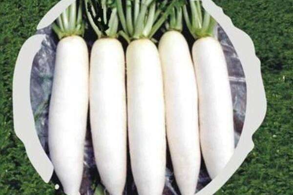 种白萝卜的正确方法