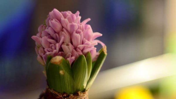 风信子开完花后怎么多久？