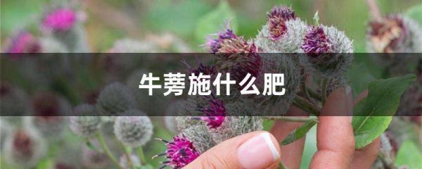 牛蒡施什么肥