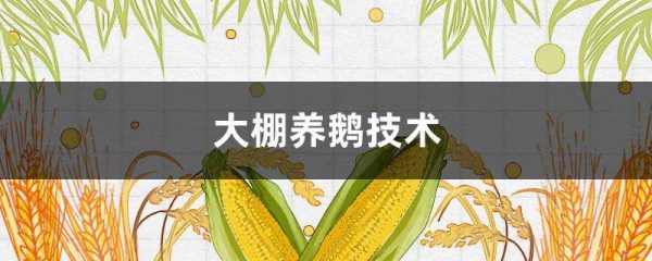 大棚养鹅技术