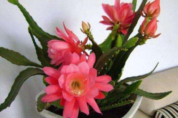 怎样种植令箭荷花