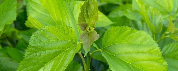 什么桑树适合养蚕