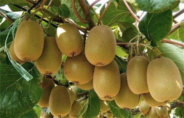 猕猴桃冻害怎么办？