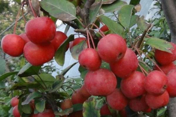 冬红果几月份开花