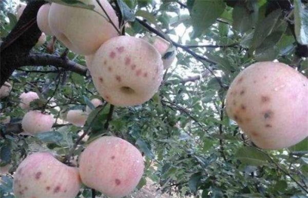 苹果果面上有许多红点怎么办？