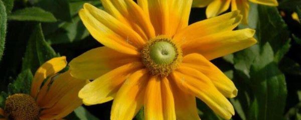 金光菊象征什么