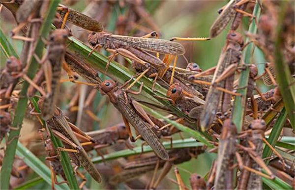 蝗灾主要危害的是什么？