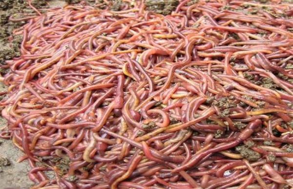 蚯蚓的销售渠道有哪些？