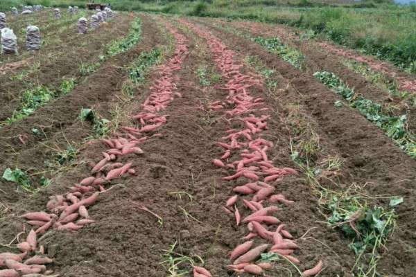 红薯超高产多久？