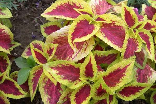 彩叶草茎发黑什么原因