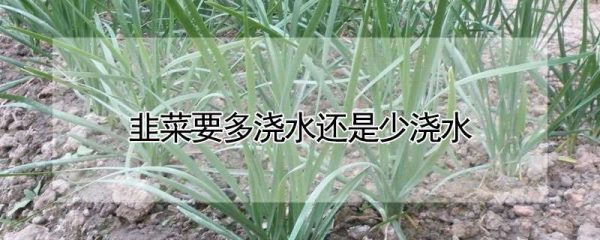 韭菜要多浇水还是少浇水