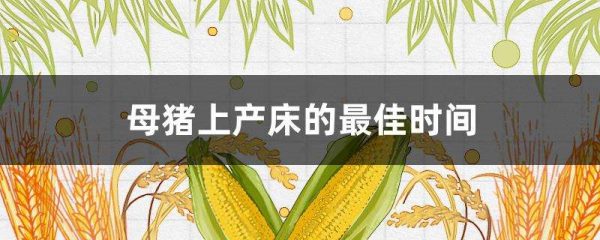 母猪上产床的最佳时间