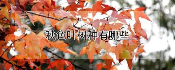 秋色叶树种有哪些