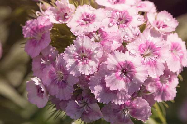 重瓣石竹和康乃馨的区别