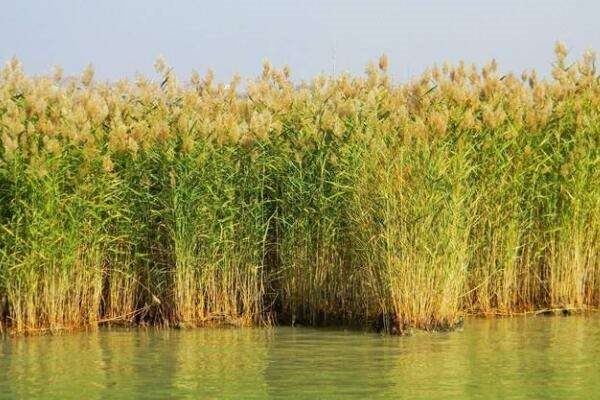 橡树与芦苇的寓意