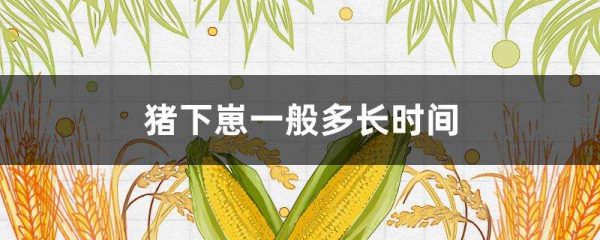 猪下崽一般多长时间？