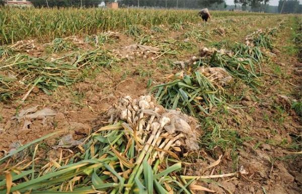 大蒜价格多少钱一斤