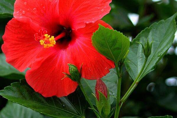 新买的扶桑花怎样缓苗