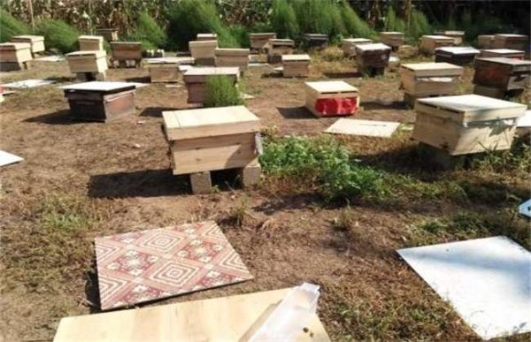 养10箱蜜蜂一年能赚多少钱