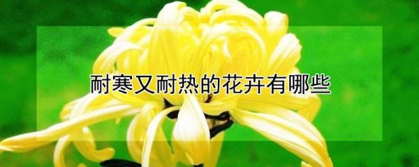 耐寒又耐热的花卉有哪些