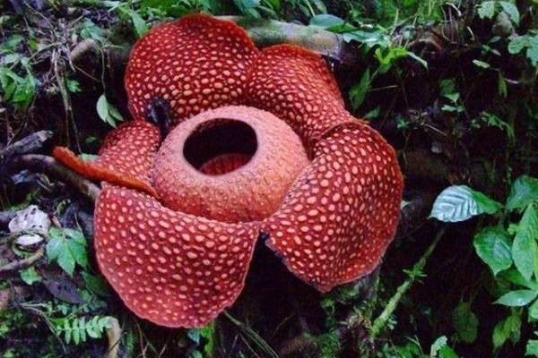 食人花长什么样子