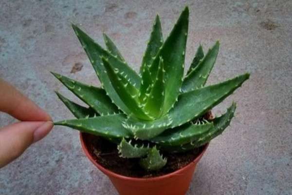 家里养什么花比较好