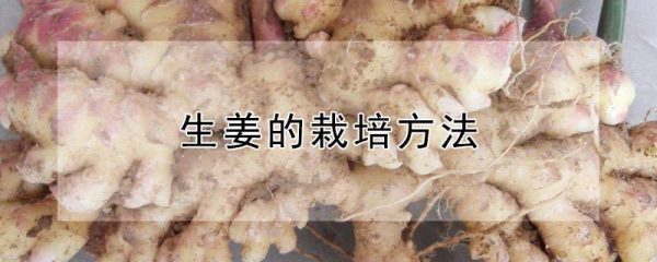 生姜的栽培方法