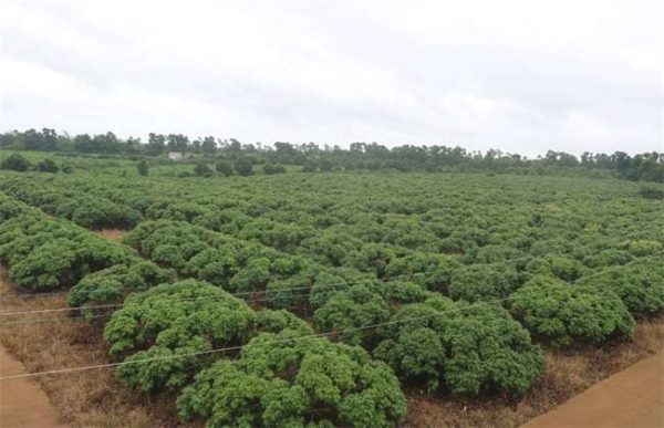 荔枝种植如何预防冻害