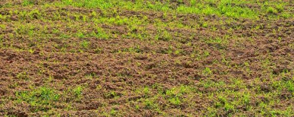 杂草为什么长得那么快