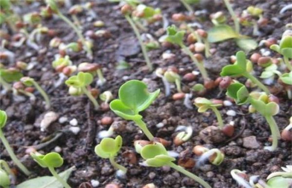 冬季种植萝卜芽不出芽怎么办？