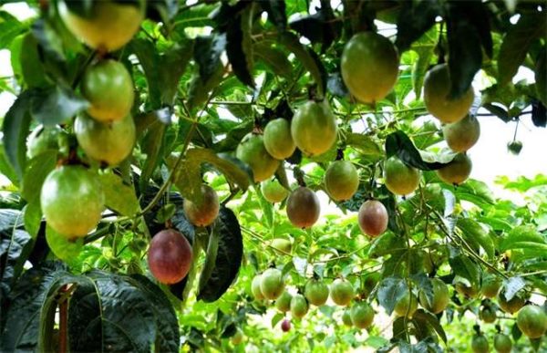 百香果的采收及保存多久？