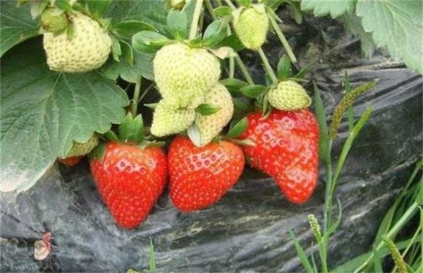 草莓膨果期用什么肥