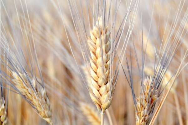 小麦长什么样子的