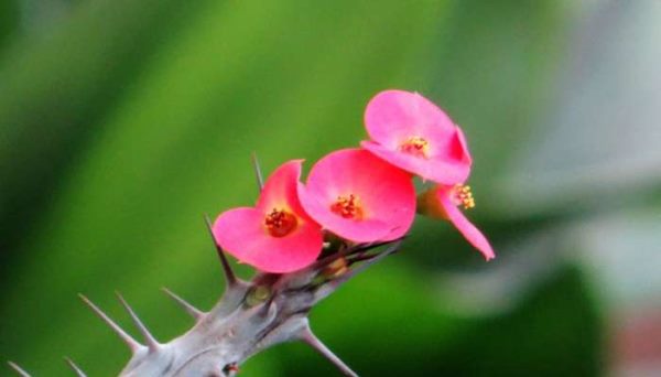 刺梅为什么长刺