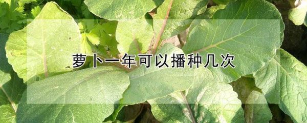 萝卜一年可以播种几次