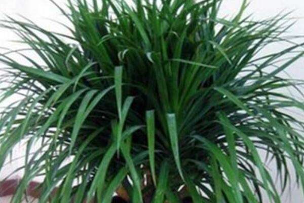 龙须树叶子发黄干枯