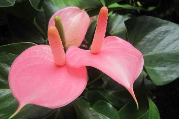 粉掌花变绿后怎么处理