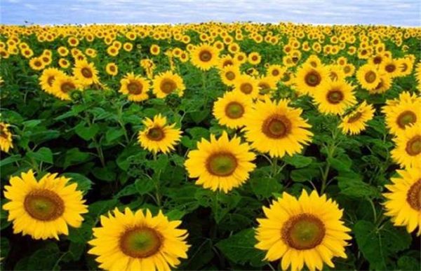 如何预防向日葵空壳