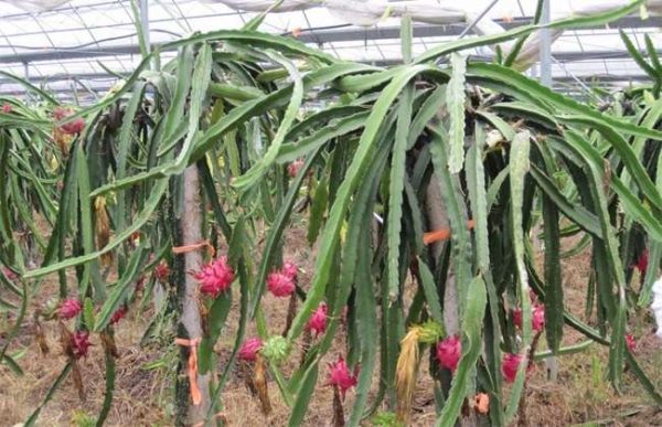 火龙果怎么增甜