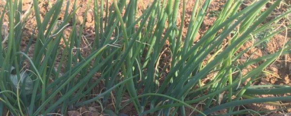 韭葱和大葱的区别