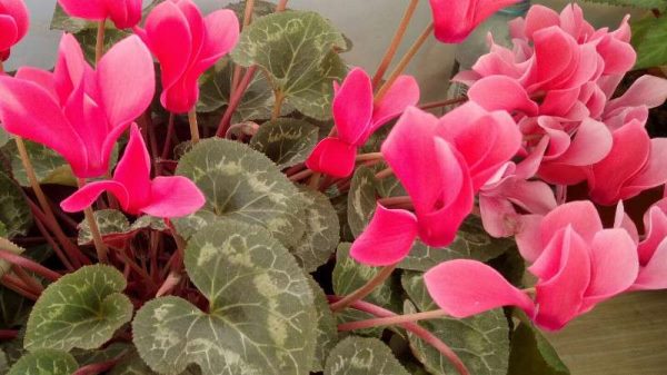 仙鹤来与仙客来的区别