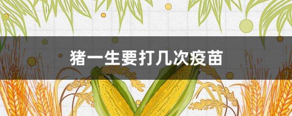 猪一生要打几次疫苗