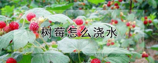 树莓怎么浇水